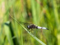 Spitzenfleck Libelle Männchen